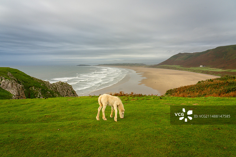 威尔士罗斯里Rhossili海湾矮马-2图片素材
