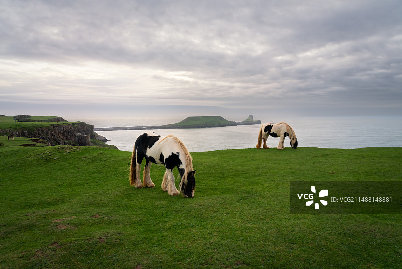 南威尔士-罗斯里Rhossili海湾矮马-3图片素材