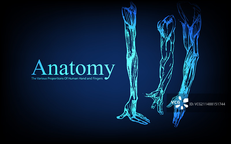 X光视图人体解剖图片素材