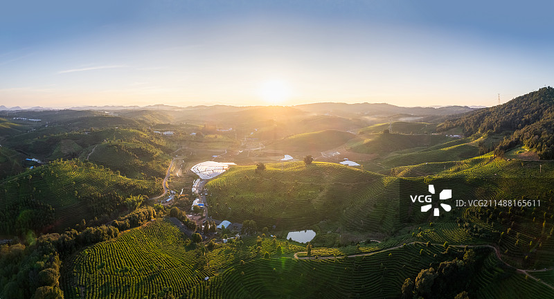 云南西双版纳大渡岗万亩茶园全景图片素材