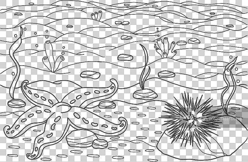 海星与海胆图片素材