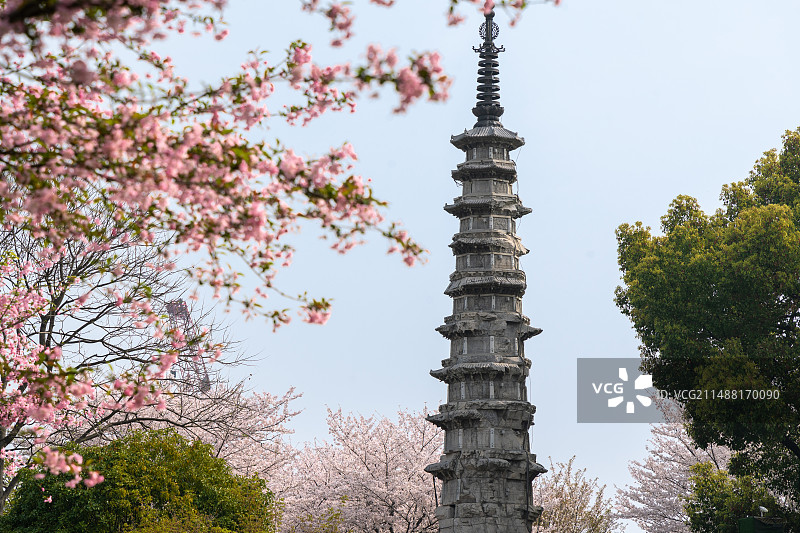 杭州白塔公园樱花盛开图片素材