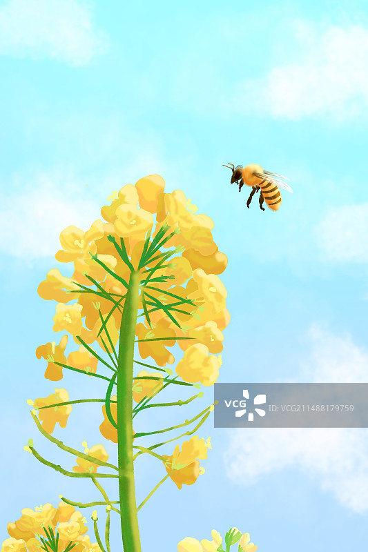 春天油菜花蜜蜂蓝天明媚欢快生机插画图片素材