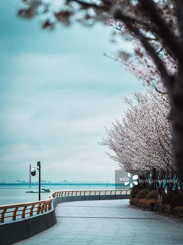 杭州滨江樱花跑道图片素材