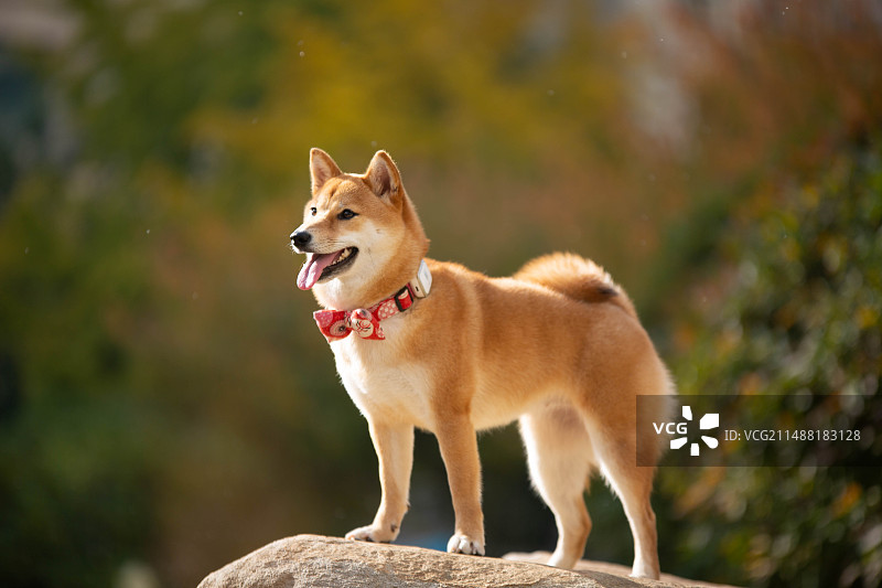 柴犬户外玩耍写真图片素材