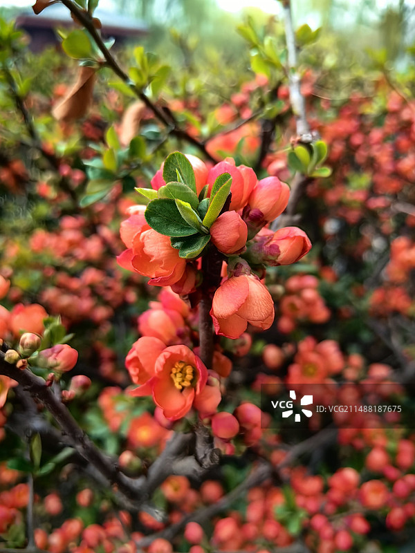 一簇花朵图片素材