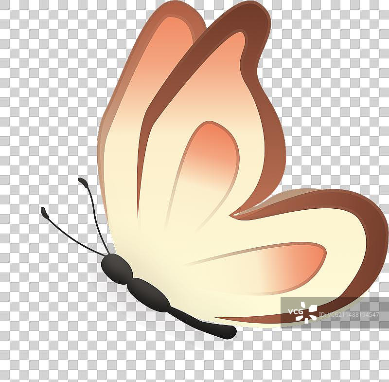 蝴蝶侧面免抠图图片素材