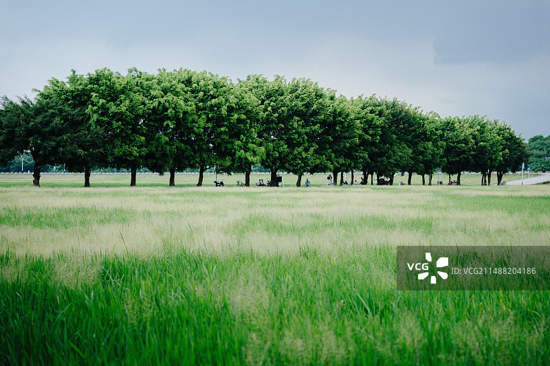 广州镇湖相思街稻田图片素材