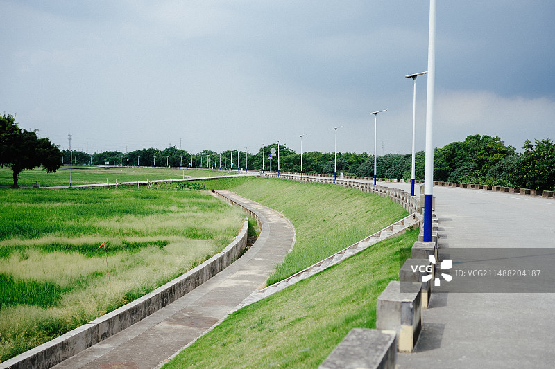 广州镇湖相思街稻田图片素材