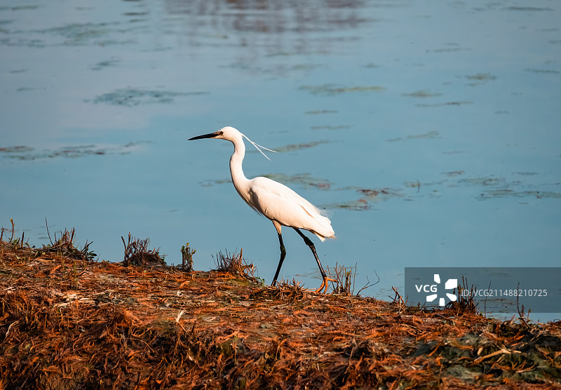 白鹭带着春天来了！图片素材