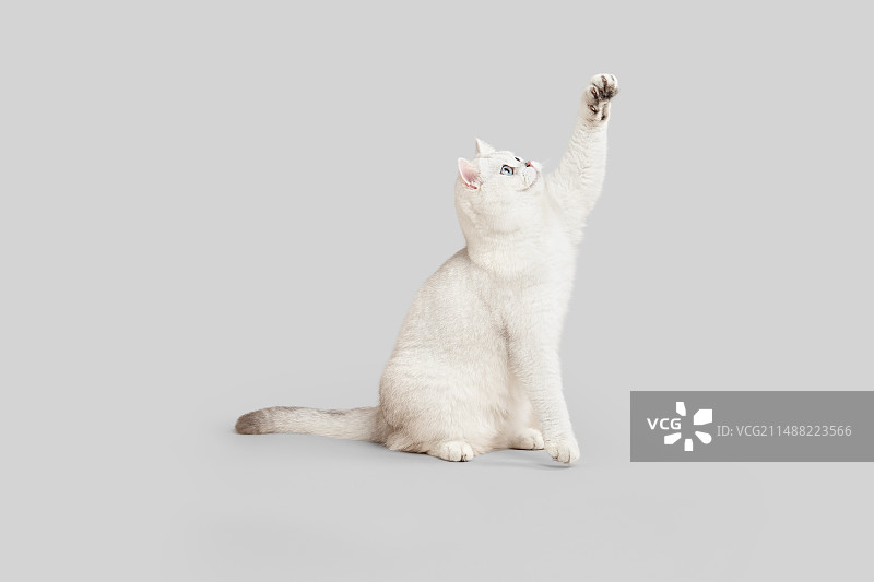 british shorthair 英国短毛猫 银渐层 银点图片素材