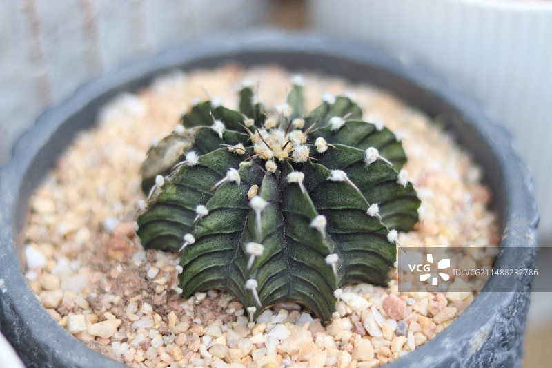 仙人球图片素材