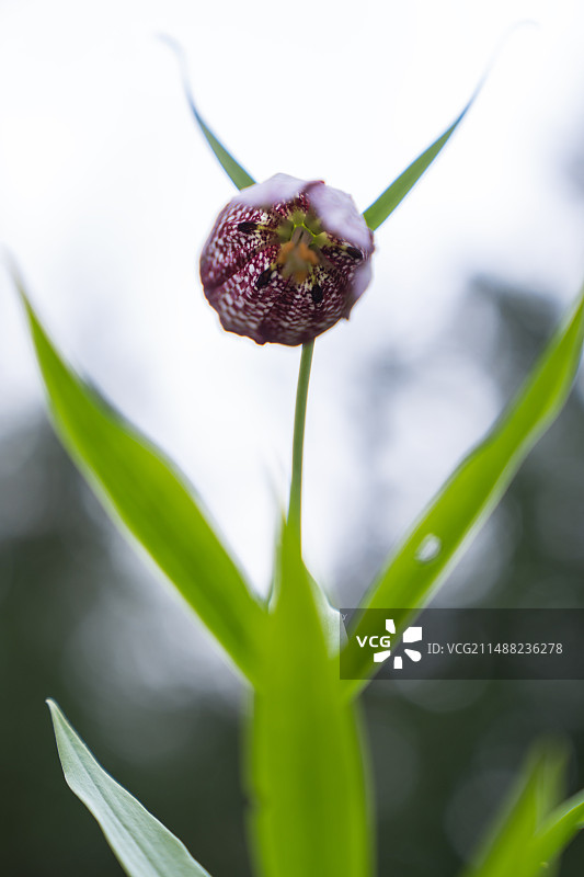 药材贝母开花图片素材
