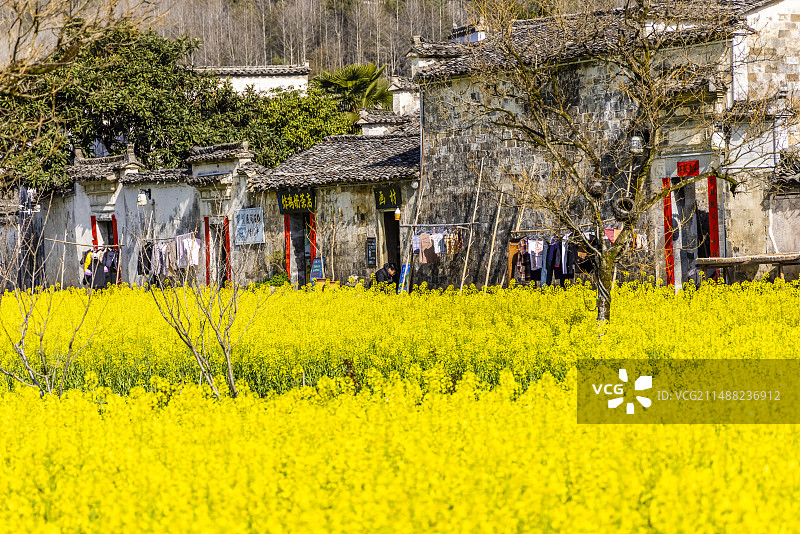 西递春色图片素材