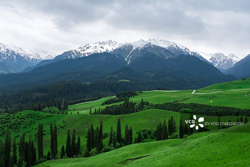 新疆伊犁恰西雪山森林草原风光图片素材