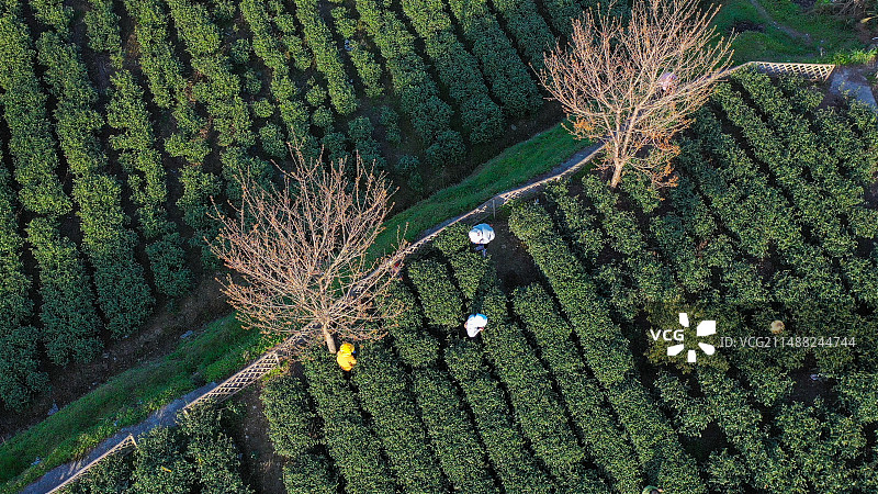 湖北省利川市兰田村利川红冷后浑春茶开园采摘图片素材
