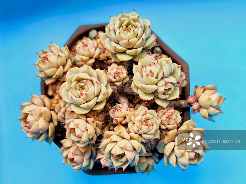 笨巴蒂斯多肉图片素材