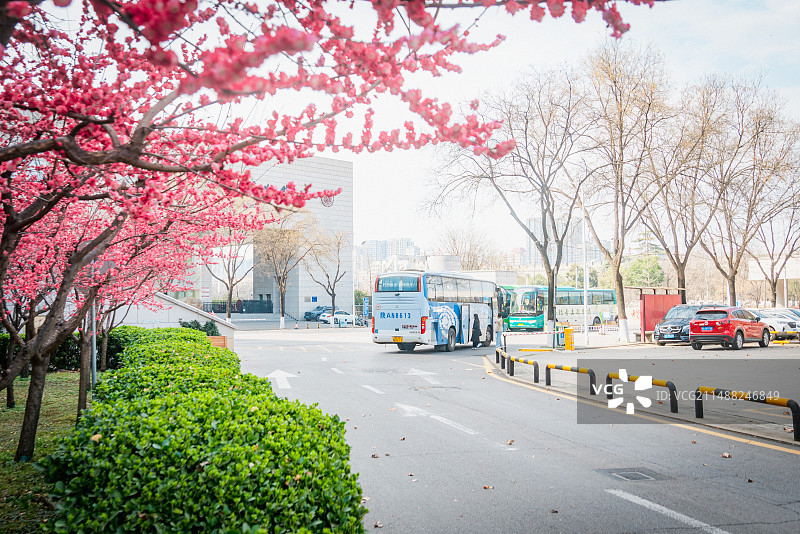 西北大学春景图片素材