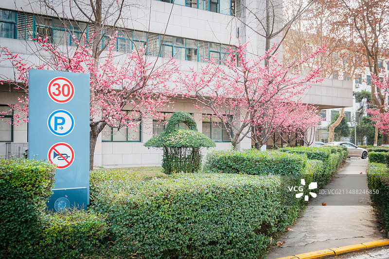西北大学春景图片素材