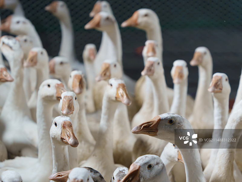 集市和大鹅图片素材