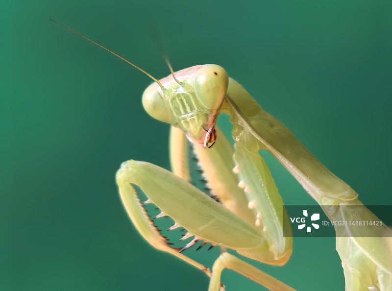 5龄螳螂的头部特写-斧螳图片素材