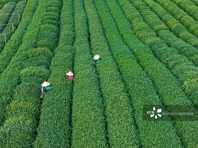 杭州西湖龙井茶明前茶采摘茶园风光图片素材
