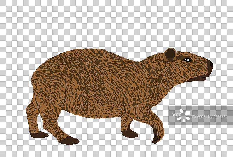 白色背景下的水豚图片素材