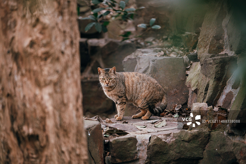 警惕的小猫图片素材