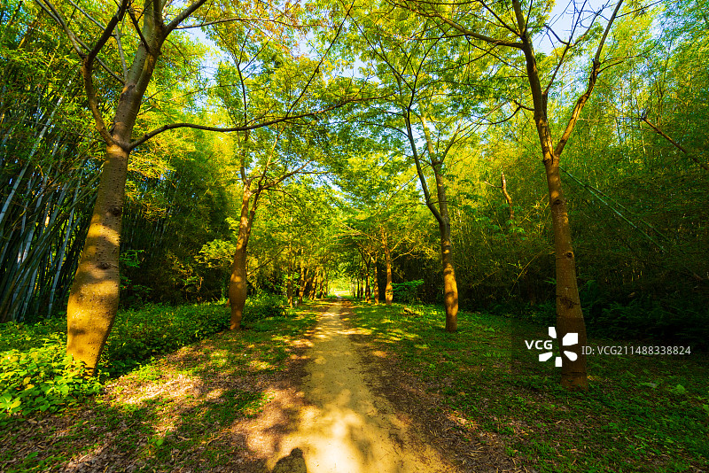 开平马降龙村里的阳光丛林图片素材