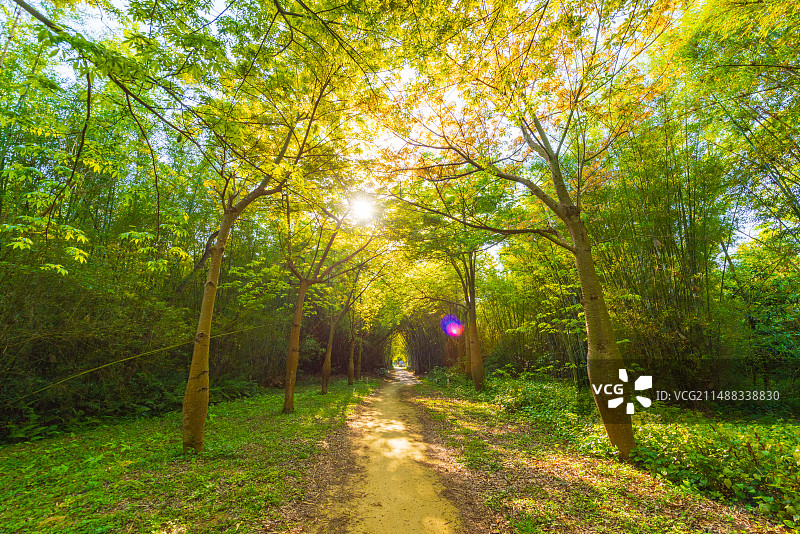 开平马降龙村里的阳光丛林图片素材