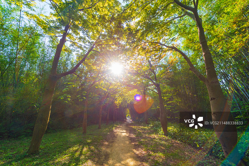 开平马降龙村里的阳光丛林图片素材