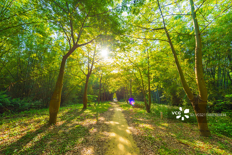 开平马降龙村里的阳光丛林图片素材