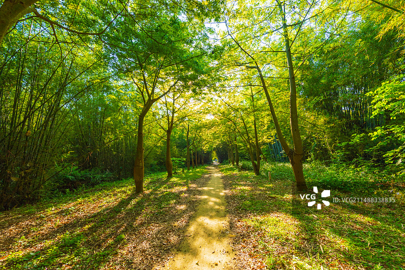 开平马降龙村里的阳光丛林图片素材
