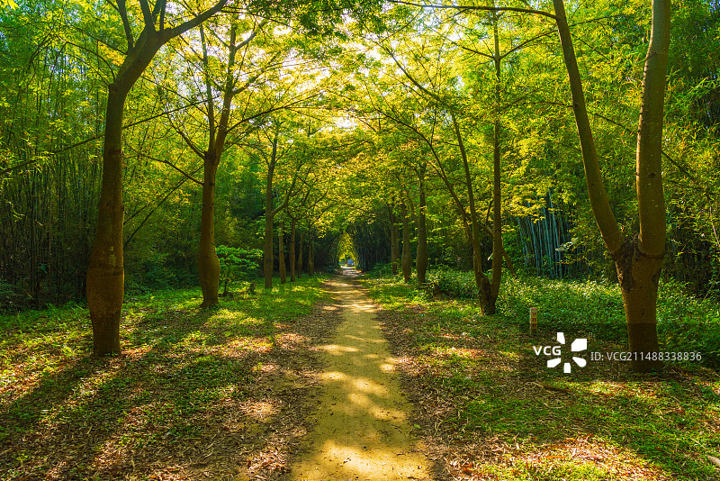 开平马降龙村里的阳光丛林图片素材