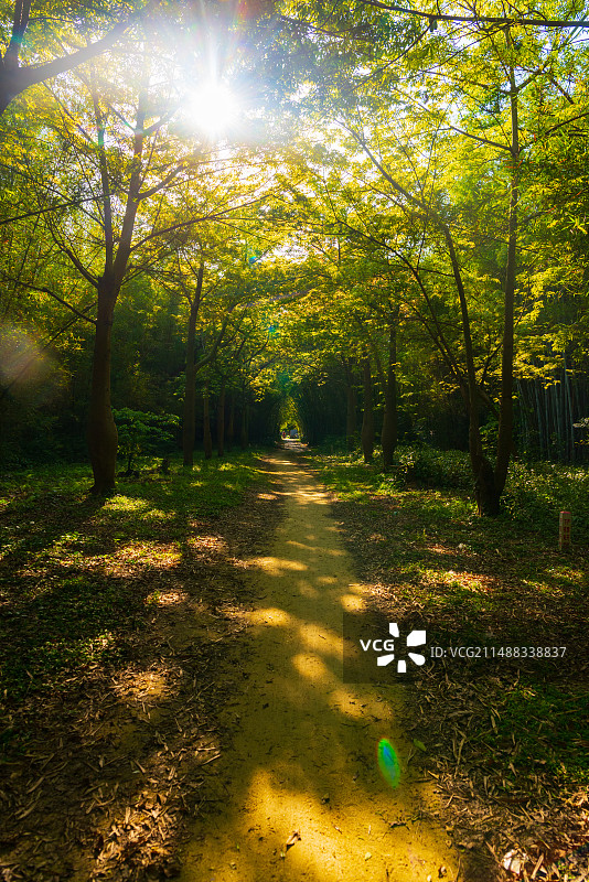 开平马降龙村里的阳光丛林图片素材