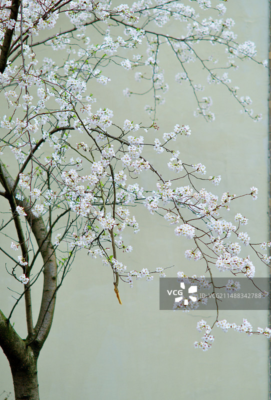 繁花似雪图片素材