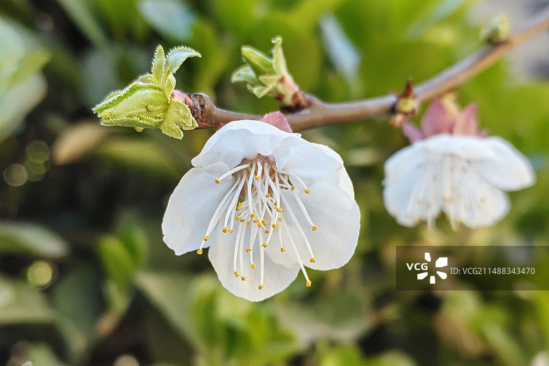 春之歌.杏花图片素材