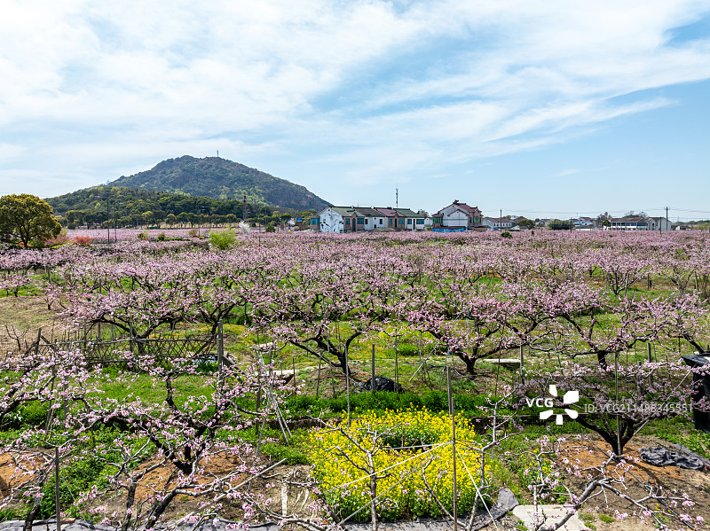 江苏省无锡市阳山镇桃花桃园乡村风光图片素材