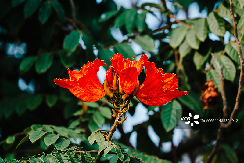 火焰树火焰花图片素材