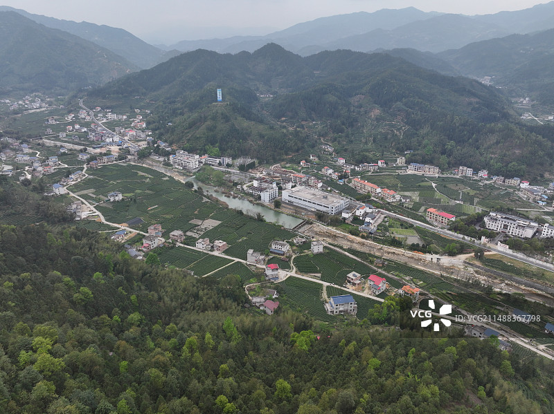 江西吉安市遂川县狗牯脑茶园图片素材