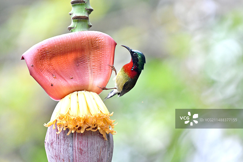 芭蕉花与叉尾太阳鸟特写图片素材