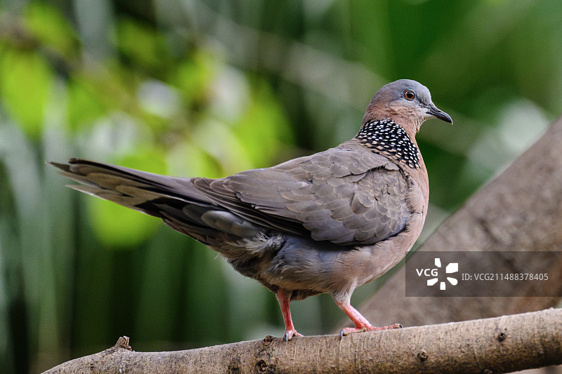 珠颈斑鸠图片素材