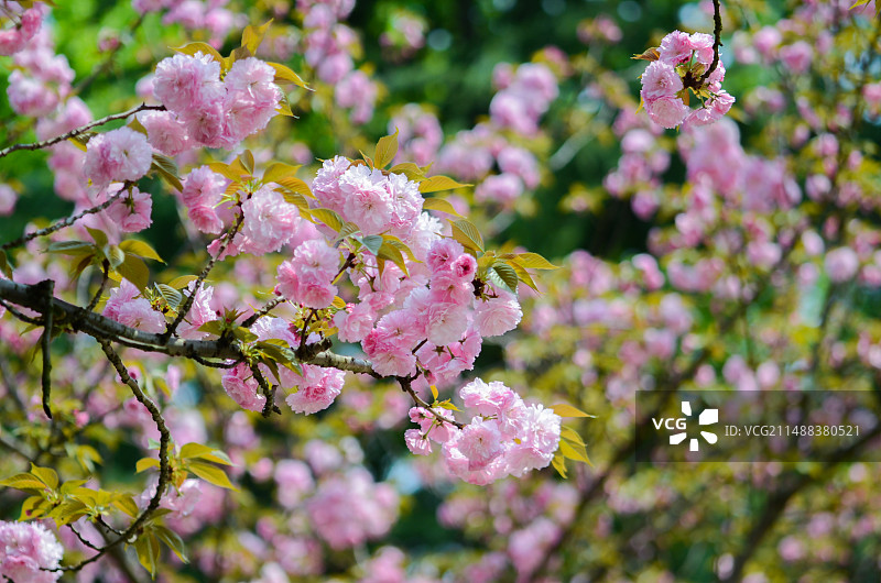 春天公园 粉色樱花 晴朗天气 城市休闲 樱花图片素材