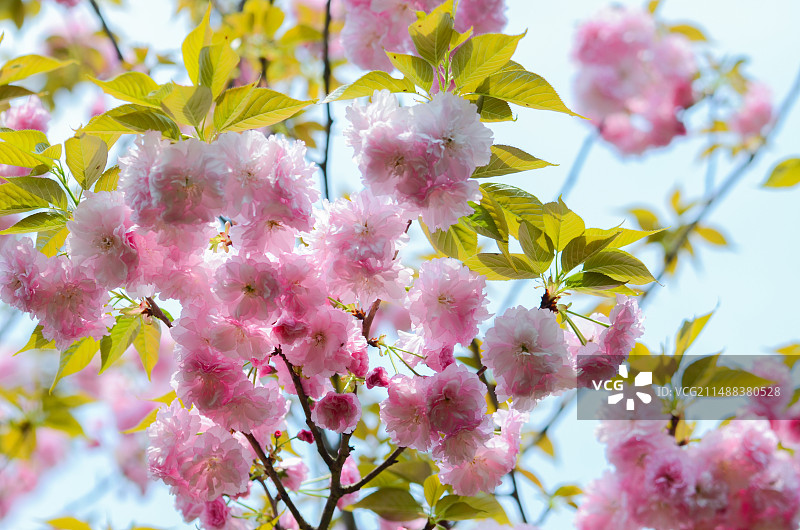 春天公园 粉色樱花 晴朗天气 城市休闲 樱花图片素材
