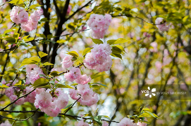 春天公园 粉色樱花 晴朗天气 城市休闲 樱花图片素材