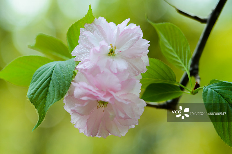 春天公园 粉色樱花 晴朗天气 城市休闲 樱花图片素材