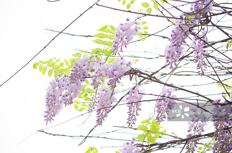 春天 浪漫唯美 紫藤花 春日赏花图片素材