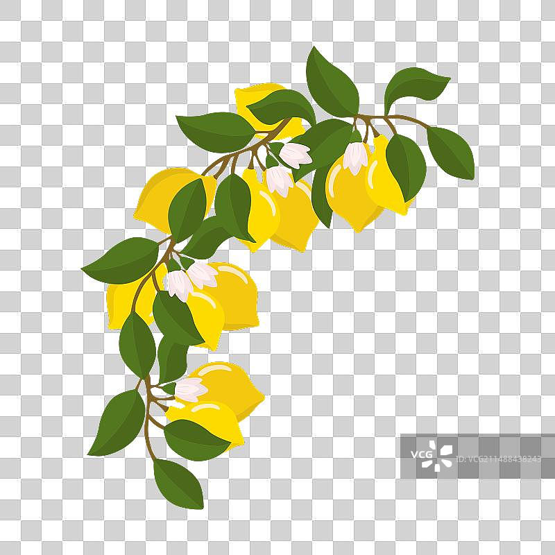 柠檬枝和柠檬的组合图片素材