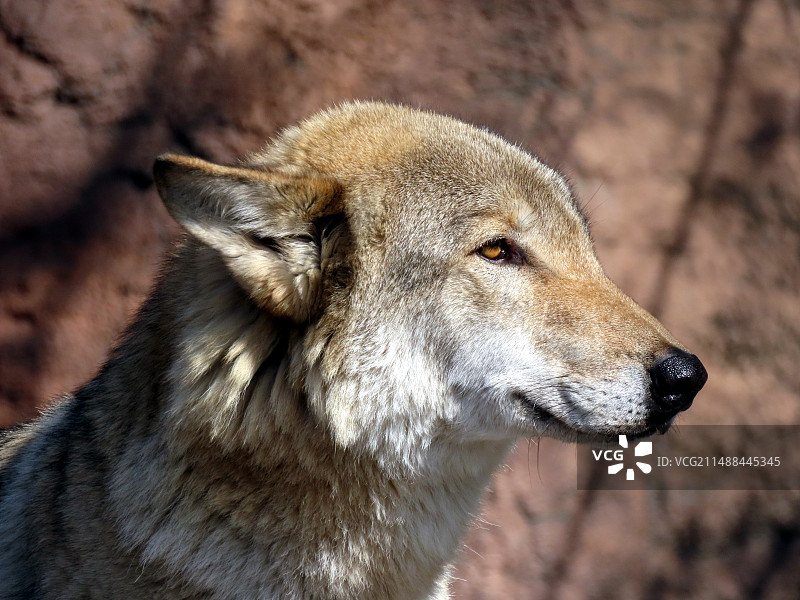 狼群哺乳动物犬科图片素材