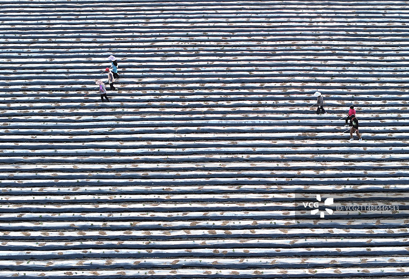 山东枣庄山亭区农民在覆膜播种的马铃薯田间管护出土的幼苗图片素材